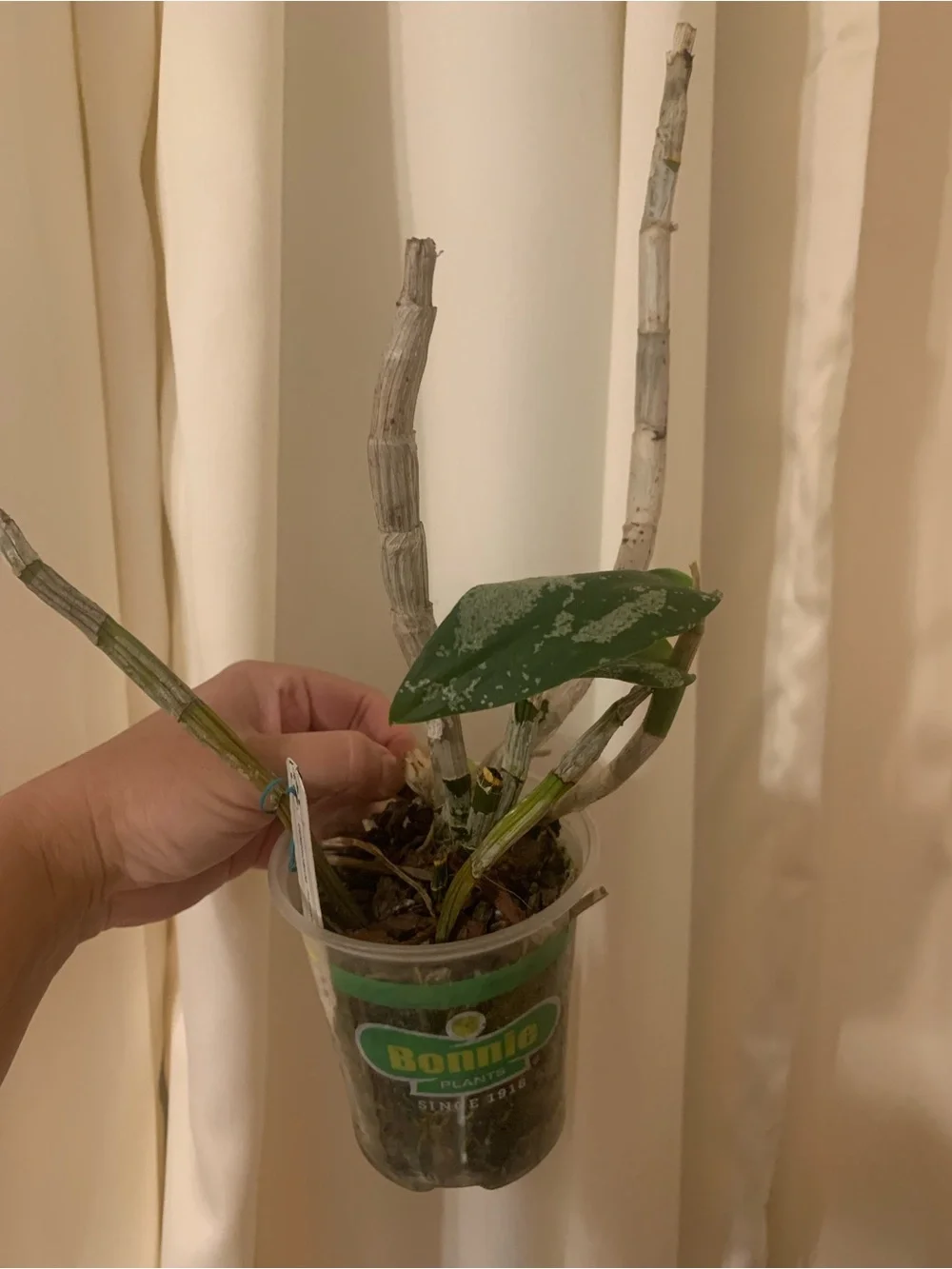 Green Variegated Plant for Reptile Terrariums